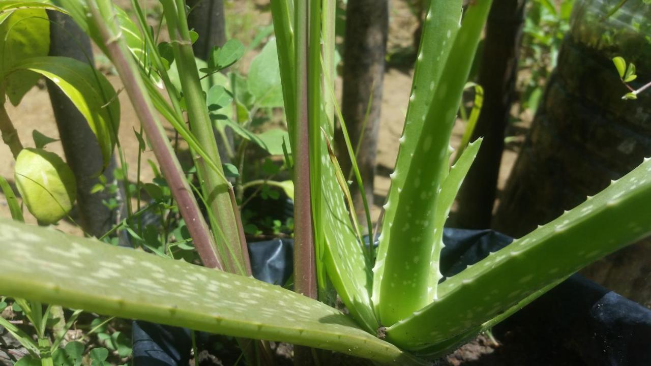 Banana Grove El Nido Hotel ภายนอก รูปภาพ