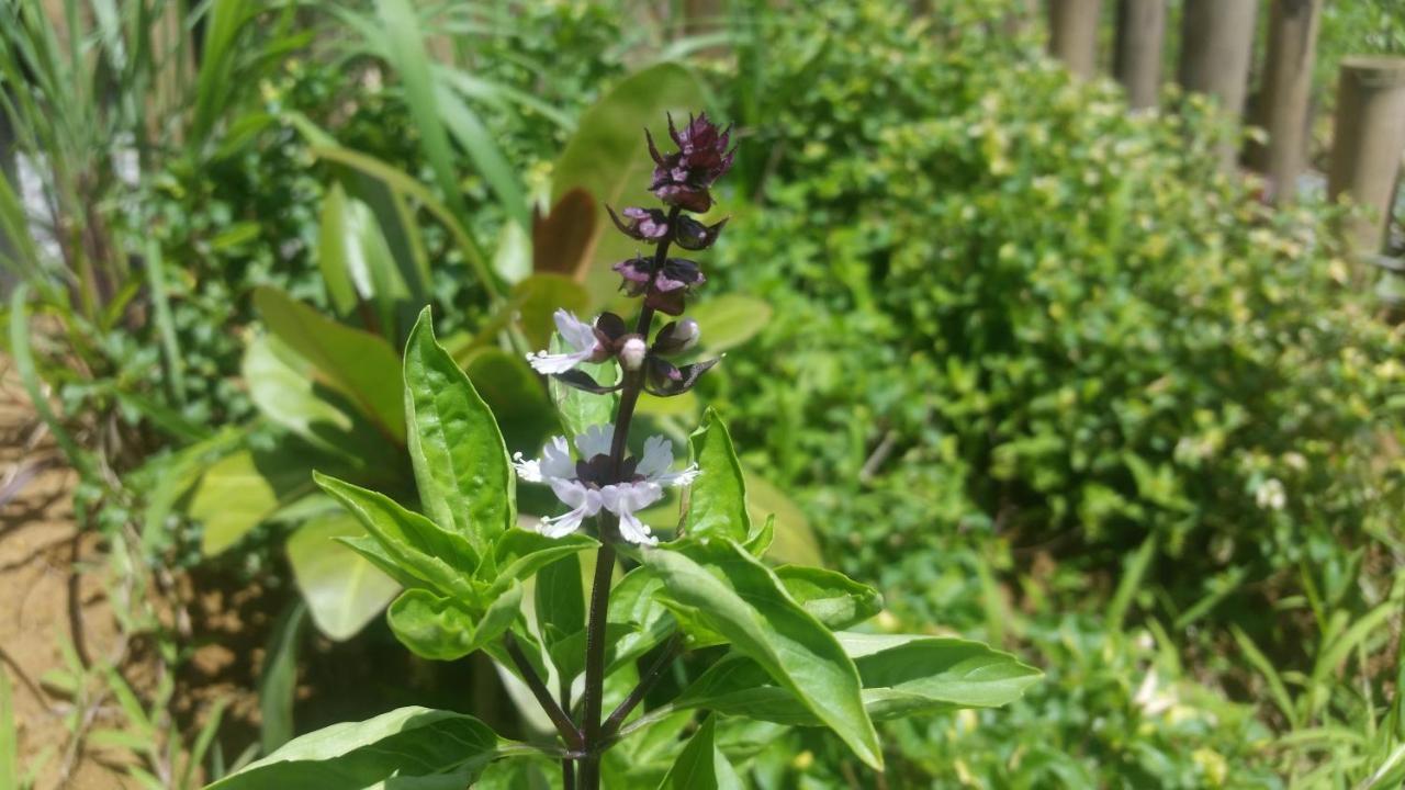 Banana Grove El Nido Hotel ภายนอก รูปภาพ
